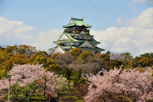 Burg Osaka mit den Kirschblüten