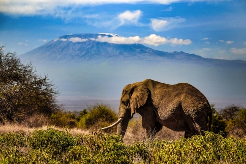 Elephants around a watering hole in Amboseli National Park, Kenya, October 2016