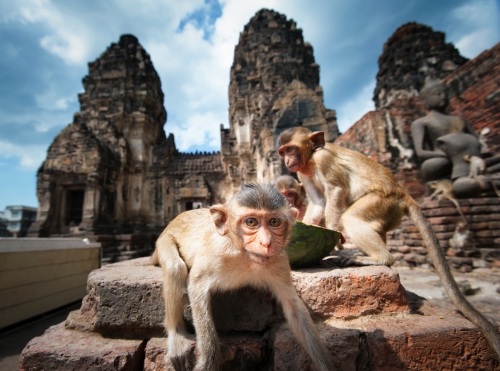 Phra Prang Sam Yod - bekannt als Lopburi Affentempel