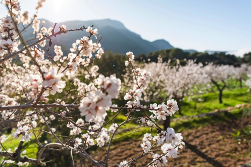 Mandelblüten