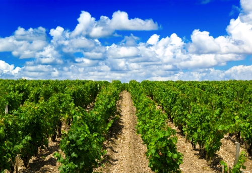 Weinberge nahe Bordeaux