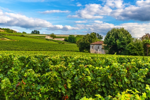 Weinberg Saint-Emilion