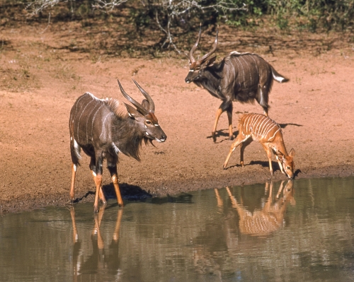 Mkuze Nationalpark