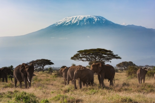 Serengeti NP & Kilimanjaro