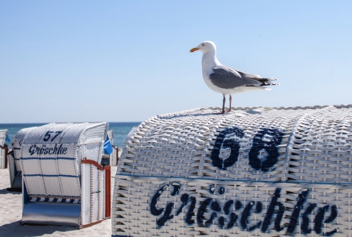 Möwe auf einem Strandkorb in Grömitz