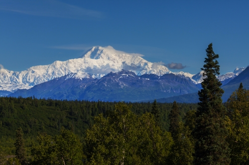 Denali Park im Sommer