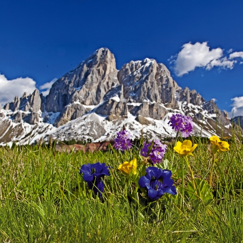 Bergblumen in den Dolomiten