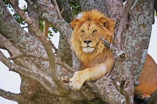 Löwe im Serengeti-Nationalpark in Tansania