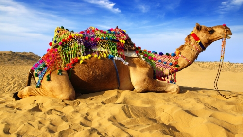 Kamel auf dem Hintergrund des blauen Himmels. Bikaner,Indien